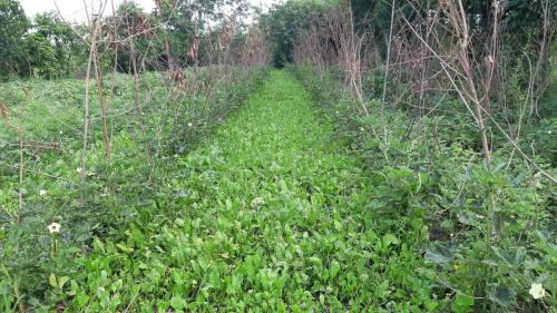 Vegetable Cultivation